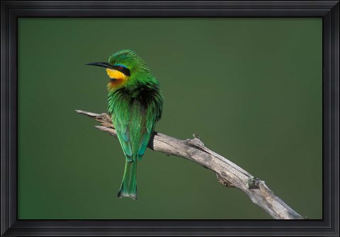Framed Kenya, Masai Mara Game Reserve, Little Bee Eater bird Print