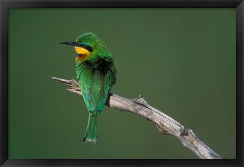 Framed Kenya, Masai Mara Game Reserve, Little Bee Eater bird Print