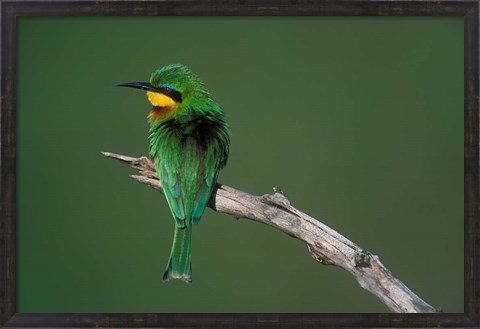 Framed Kenya, Masai Mara Game Reserve, Little Bee Eater bird Print