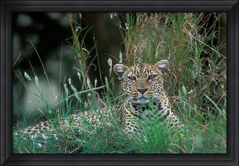 Framed Leopard Resting along Telek River, Masai Mara Game Reserve, Kenya Print