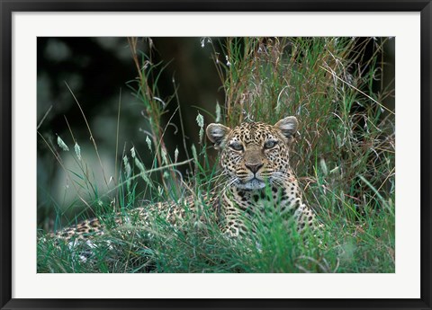 Framed Leopard Resting along Telek River, Masai Mara Game Reserve, Kenya Print