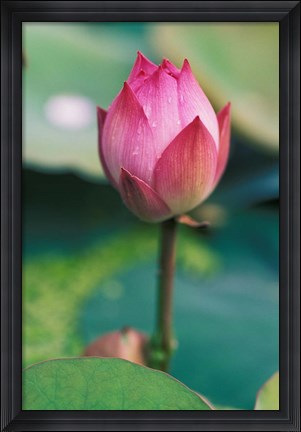 Framed Lotus flower bud, Hangzhou, Zhejiang Province, China Print