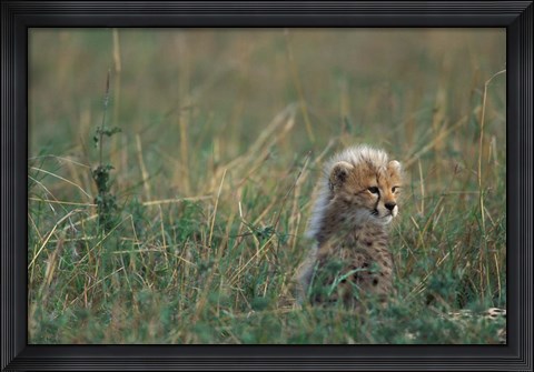 Framed Kenya, Masai Mara Game Reserve, Cheetah, Savanna Print