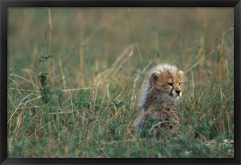 Framed Kenya, Masai Mara Game Reserve, Cheetah, Savanna Print