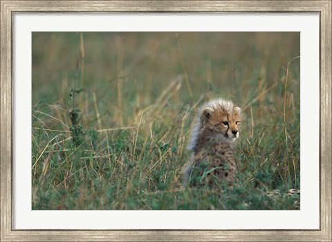 Framed Kenya, Masai Mara Game Reserve, Cheetah, Savanna Print