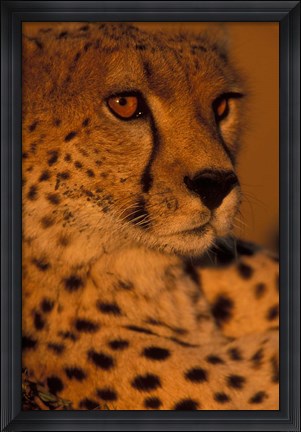 Framed Kenya, Masai Mara Game Reserve, Cheetah, sunset Print
