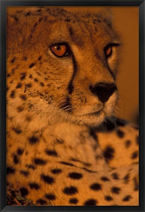 Framed Kenya, Masai Mara Game Reserve, Cheetah, sunset Print