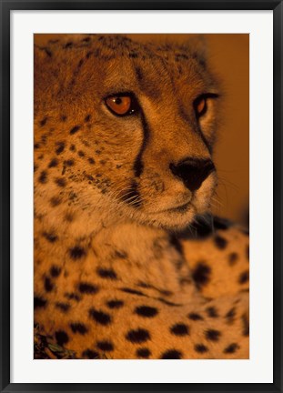 Framed Kenya, Masai Mara Game Reserve, Cheetah, sunset Print