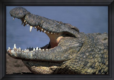 Framed Kenya, Masai Mara Game Reserve, Nile Crocodile Print