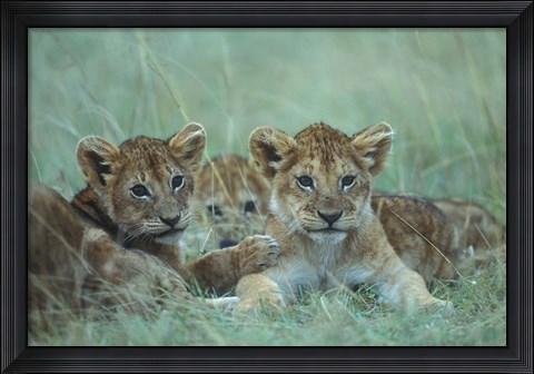 Framed Lion Cubs Rest in Grass, Masai Mara Game Reserve, Kenya Print