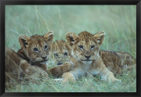 Framed Lion Cubs Rest in Grass, Masai Mara Game Reserve, Kenya Print