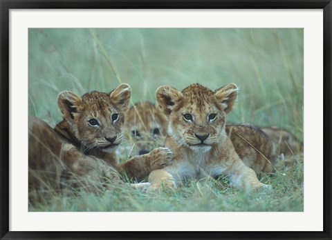 Framed Lion Cubs Rest in Grass, Masai Mara Game Reserve, Kenya Print