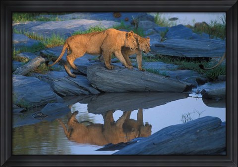 Framed Lion Pride along Rocky Bank, Telek River, Masai Mara Game Reserve, Kenya Print