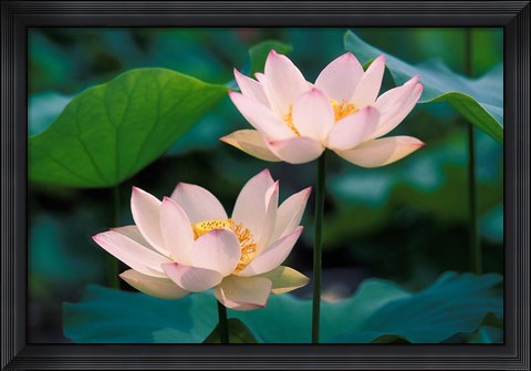 Framed Lotus Flower in Blossom, China Print