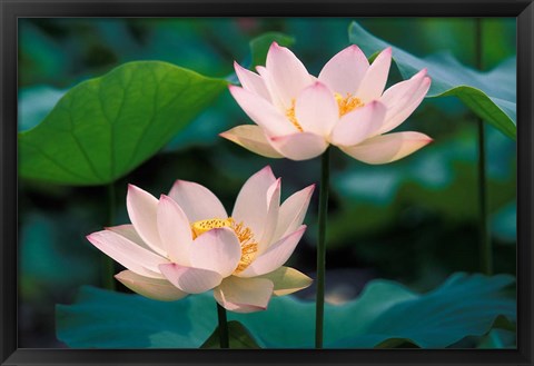 Framed Lotus Flower in Blossom, China Print