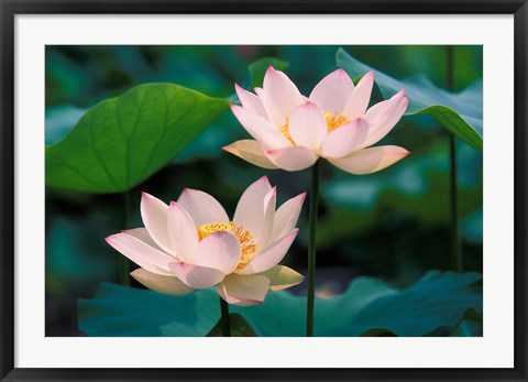 Framed Lotus Flower in Blossom, China Print