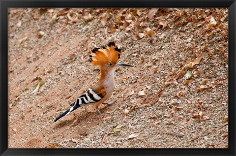 Framed Madagascar. Madagascar Hoopoe, endemic bird Print