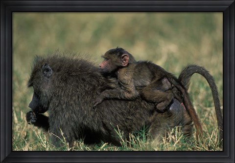 Framed Kenya, Masai Mara Game Reserve, Chacma Baboons wildlife Print