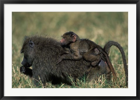 Framed Kenya, Masai Mara Game Reserve, Chacma Baboons wildlife Print