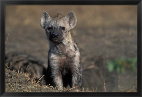 Framed Kenya, Masai Mara Game Reserve, Spotted Hyena wildlife Print