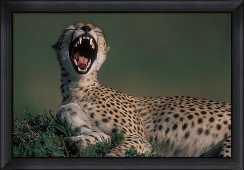 Framed Kenya, Masai Mara Game Reserve, Cheetah in savanna Print