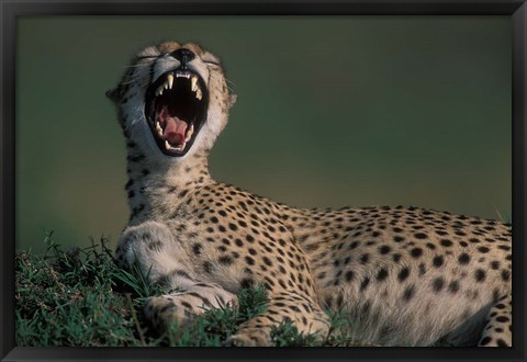 Framed Kenya, Masai Mara Game Reserve, Cheetah in savanna Print