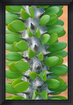 Framed Madagascar, Dry Spiny Forest, cactus, succulent Print
