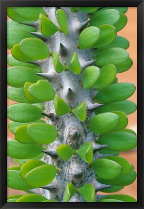 Framed Madagascar, Dry Spiny Forest, cactus, succulent Print