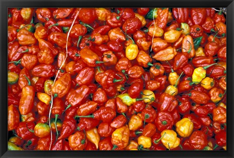 Framed Hot Red Pepper at the Local Market, Madagascar Print