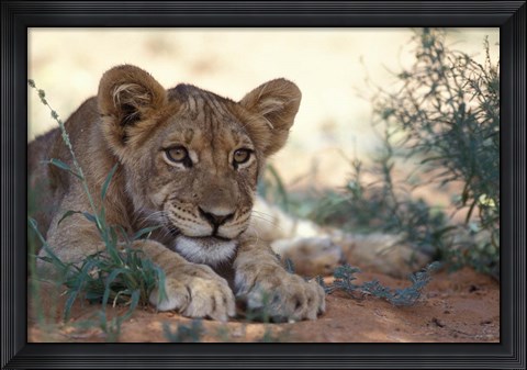 Framed Lion Cub Rests During Heat of Day, Auob River, Kalahari-Gemsbok National Park, South Africa Print
