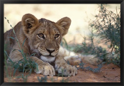 Framed Lion Cub Rests During Heat of Day, Auob River, Kalahari-Gemsbok National Park, South Africa Print