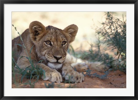 Framed Lion Cub Rests During Heat of Day, Auob River, Kalahari-Gemsbok National Park, South Africa Print