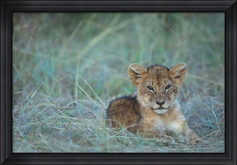 Framed Lion Cub Rests in Grass, Masai Mara Game Reserve, Kenya Print