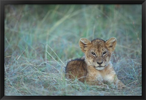 Framed Lion Cub Rests in Grass, Masai Mara Game Reserve, Kenya Print