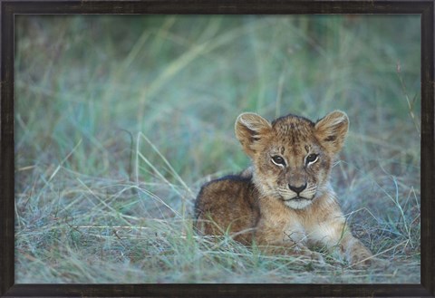 Framed Lion Cub Rests in Grass, Masai Mara Game Reserve, Kenya Print