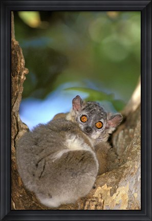 Framed Madagascar, Berenty Reserve, Whitefooted sportive lemur Print
