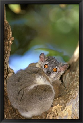 Framed Madagascar, Berenty Reserve, Whitefooted sportive lemur Print