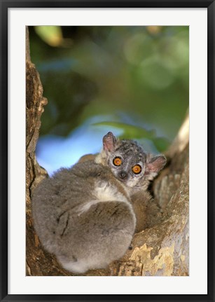 Framed Madagascar, Berenty Reserve, Whitefooted sportive lemur Print