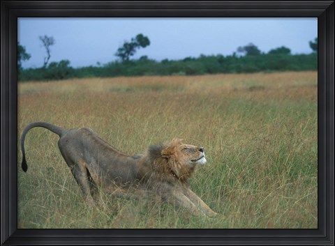 Framed Lion Stretches in Tall Grass, Masai Mara Game Reserve, Kenya Print