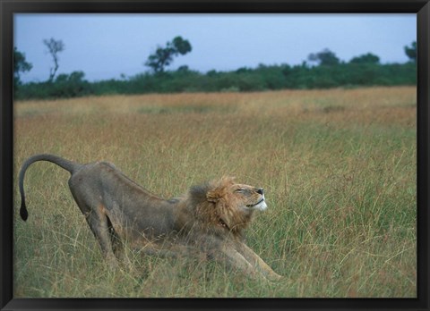 Framed Lion Stretches in Tall Grass, Masai Mara Game Reserve, Kenya Print