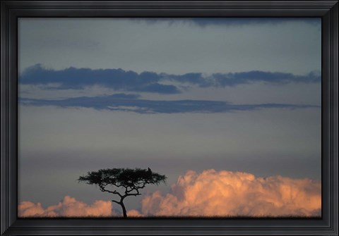 Framed Lone Acacia Tree, Masai Mara Game Reserve, Kenya Print