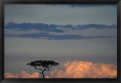 Framed Lone Acacia Tree, Masai Mara Game Reserve, Kenya Print