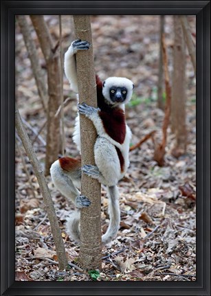 Framed Madagascar, Ankarafantsika Coquerels Sifaka primate Print