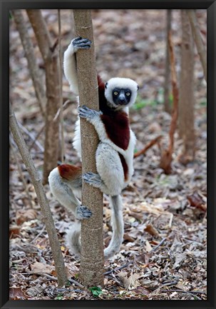 Framed Madagascar, Ankarafantsika Coquerels Sifaka primate Print