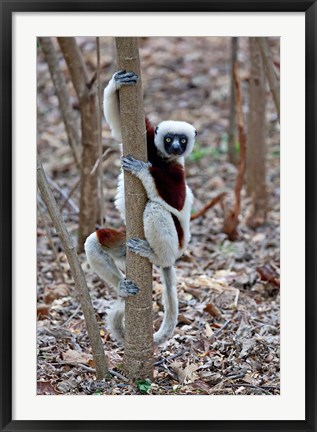 Framed Madagascar, Ankarafantsika Coquerels Sifaka primate Print