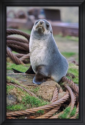 Framed Antarctic Fur Seal sitting on ropes, South Georgia, Sub-Antarctica Print