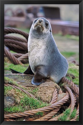 Framed Antarctic Fur Seal sitting on ropes, South Georgia, Sub-Antarctica Print