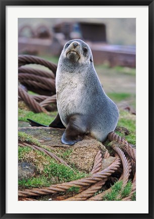 Framed Antarctic Fur Seal sitting on ropes, South Georgia, Sub-Antarctica Print