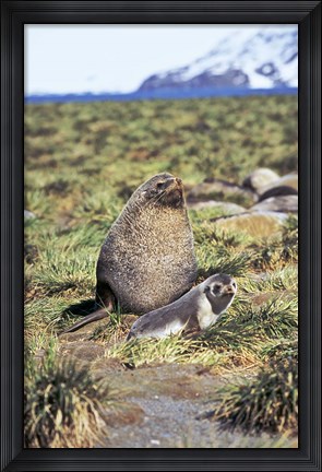 Framed Antarctic Fur Seal with pup, South Georgia, Sub-Antarctica Print