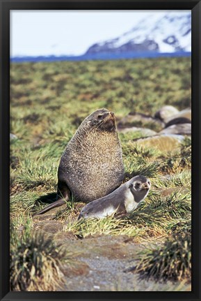 Framed Antarctic Fur Seal with pup, South Georgia, Sub-Antarctica Print